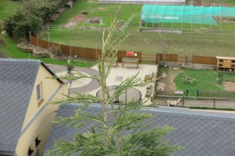 2023 Sequoiadendron giganteum - sekvojovec obrovský - v koruně stromu (18.4.)