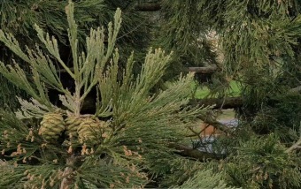 2023 Sequoiadendron giganteum - sekvojovec obrovský - v koruně stromu (18.4.)