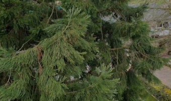 2023 Sequoiadendron giganteum - sekvojovec obrovský - v koruně stromu (18.4.)