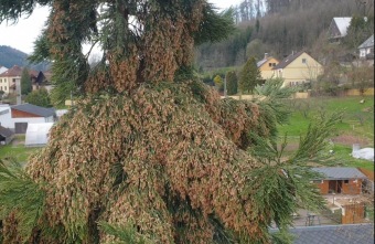 2023 Sequoiadendron giganteum - sekvojovec obrovský - v koruně stromu (18.4.)
