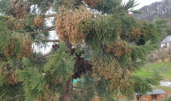 2023 Sequoiadendron giganteum - sekvojovec obrovský - v koruně stromu (18.4.)