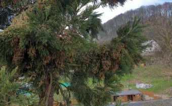 2023 Sequoiadendron giganteum - sekvojovec obrovský - v koruně stromu (18.4.)