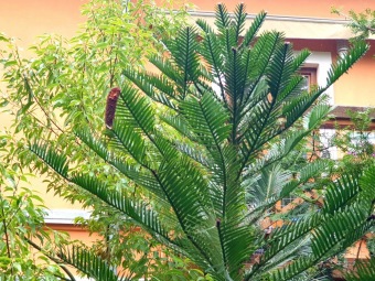 2023 Wollemia nobilis	- wolemie vznešená - po zimě opět na venkovním stanovišti (24.4.)