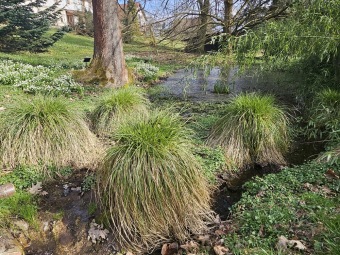 2024 Bledule jarní (Leucojum vernum) - jedna z prvních z jara kvetoucích bylin (11.3.)