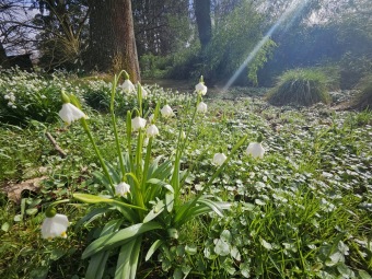 2024 Bledule jarní (Leucojum vernum) - jedna z prvních z jara kvetoucích bylin (11.3.)