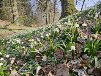 2024 Bledule jarní (Leucojum vernum) - jedna z prvních z jara kvetoucích bylin (11.3.)