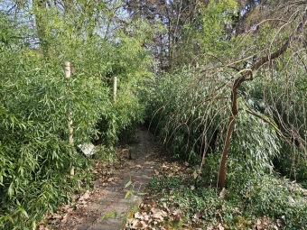 2024 Bledule jarní (Leucojum vernum) - jedna z prvních z jara kvetoucích bylin (11.3.)