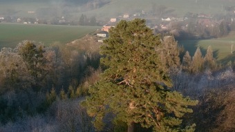 2024 Pinus sylvestris - borovice lesní (sosna) - významný strom rostoucí v okolí arboreta (30.12.)