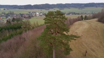 2024 Pinus sylvestris - borovice lesní (sosna) - významný strom rostoucí v okolí arboreta (30.12.)