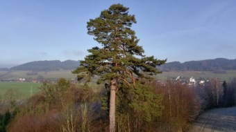 2024 Pinus sylvestris - borovice lesní (sosna) - významný strom rostoucí v okolí arboreta (30.12.)