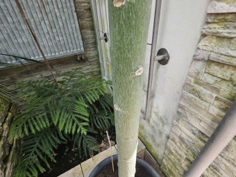 Brachychiton acerifolius brachychiton javorolistý.....