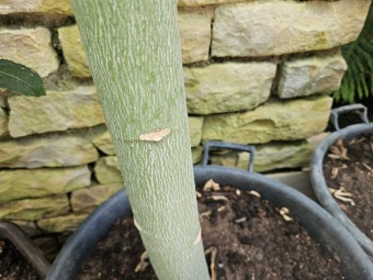 Brachychiton discolor brachychiton discolor..