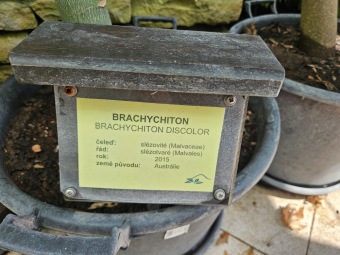 Brachychiton discolor brachychiton discolor (2)