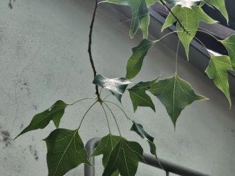 Brachychiton populneuss brachychiton topolový..