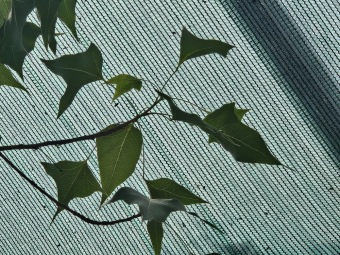 Brachychiton populneuss brachychiton topolový.