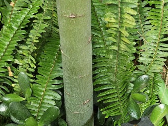 Brachychiton rupestris brachychiton skalní...