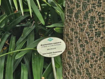 Brachychiton (acerifolius, discolor, populneuss, rupestris) zde a Jardín de Aclimatación de La Orotava Tenerife