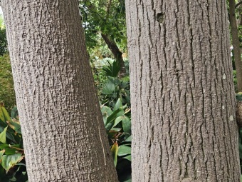 Brachychiton (acerifolius, discolor, populneuss, rupestris) zde a Jardín de Aclimatación de La Orotava Tenerife