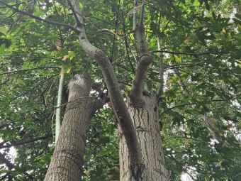 Brachychiton (acerifolius, discolor, populneuss, rupestris) zde a Jardín de Aclimatación de La Orotava Tenerife