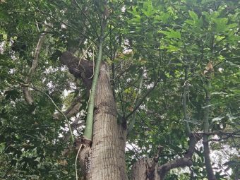 Brachychiton (acerifolius, discolor, populneuss, rupestris) zde a Jardín de Aclimatación de La Orotava Tenerife