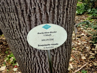 Brachychiton (acerifolius, discolor, populneuss, rupestris) zde a Jardín de Aclimatación de La Orotava Tenerife
