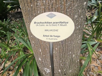 Brachychiton (acerifolius, discolor, populneuss, rupestris) zde a Jardín de Aclimatación de La Orotava Tenerife