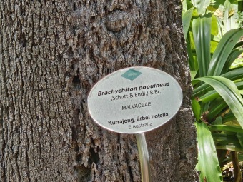 Brachychiton (acerifolius, discolor, populneuss, rupestris) zde a Jardín de Aclimatación de La Orotava Tenerife