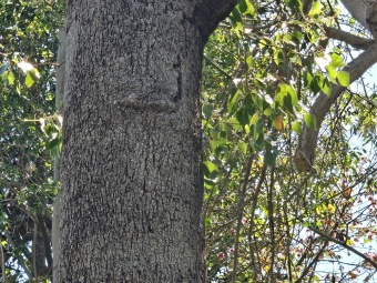 Brachychiton (acerifolius, discolor, populneuss, rupestris) zde a Jardín de Aclimatación de La Orotava Tenerife
