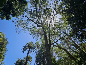 Brachychiton (acerifolius, discolor, populneuss, rupestris) zde a Jardín de Aclimatación de La Orotava Tenerife