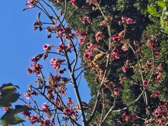 Brachychiton (acerifolius, discolor, populneuss, rupestris) zde a Jardín de Aclimatación de La Orotava Tenerife