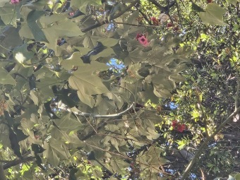 Brachychiton (acerifolius, discolor, populneuss, rupestris) zde a Jardín de Aclimatación de La Orotava Tenerife