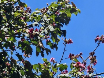 Brachychiton (acerifolius, discolor, populneuss, rupestris) zde a Jardín de Aclimatación de La Orotava Tenerife