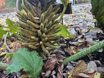2024 Mladá rostlina Gunnera manicata barota rukávovitá - příprava na druhé zimování (5.11.)