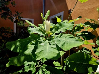 2024 Magnolia macrophylla (šácholan velkolistý) - podruhé v květu (11.6.)