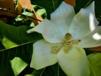 2024 Magnolia macrophylla (šácholan velkolistý) - podruhé v květu (11.6.)