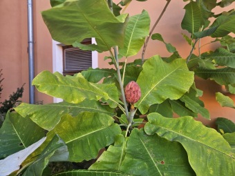 2024 Magnolia macrophylla (šácholan velkolistý) - plodenství (8.10.)