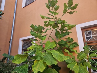 2024 Magnolia macrophylla (šácholan velkolistý) - plodenství (8.10.)