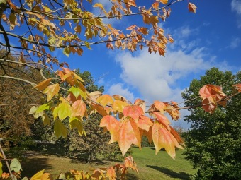 Acer buergerianum