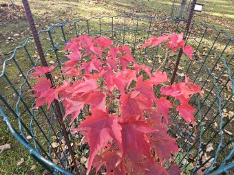 Acer micranthum