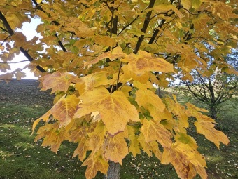 Acer nigrum