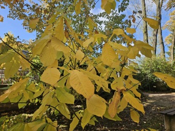 Asimina triloba