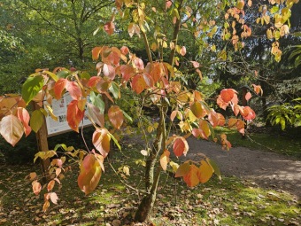 Cornus nuttallii