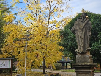 Gymnocladus dioica...