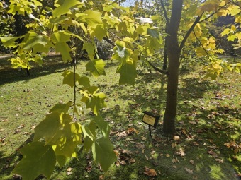 Liriodendron × Chapel Hill