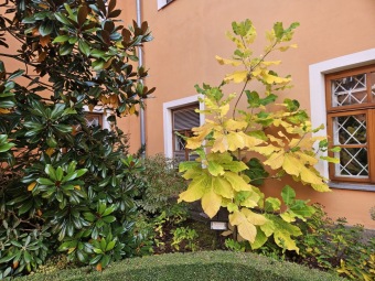 Magnolia macrophylla