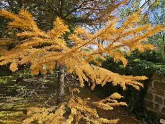 Pseudolarix amabilis