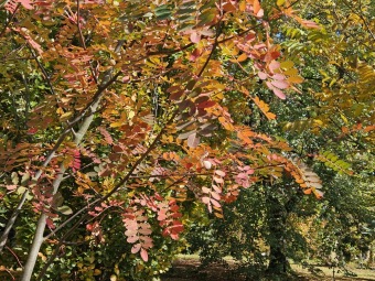 Sorbus bulleyana