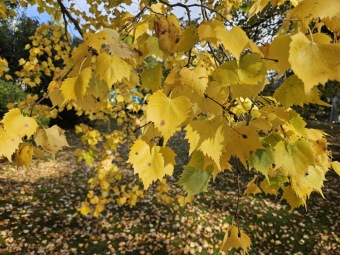Tilia mongolica