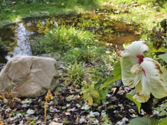 2024 Barevný podzim v Arboretu Žampach