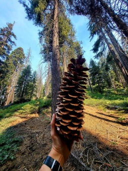 Pinus lambertiana borovice Lambertova šištice v Národního parku Sequoia
